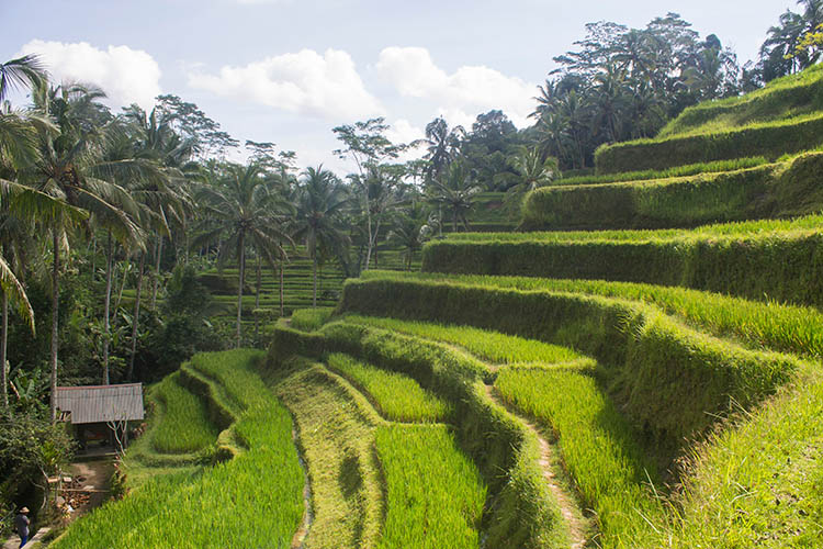 Rice terraces in Ubud